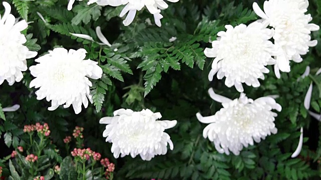 非洲菊在春天开花