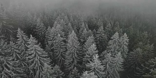 航拍被雪封的森林