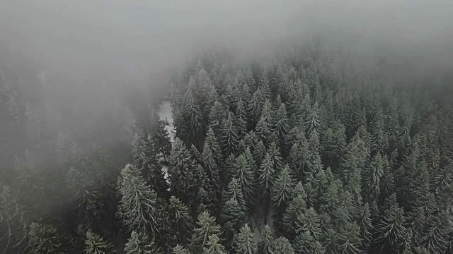 空中拍摄的一个被雪封在雾中的树梢