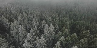 雪域森林鸟瞰图