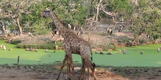 泰国曼谷的一群长颈鹿