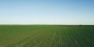 绿色小麦幼苗在田间生长鸟瞰图。