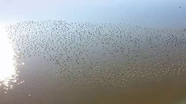 在多瑙河三角洲的一个湖上，一大群白头鹅