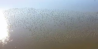 在多瑙河三角洲的一个湖上，一大群白头鹅