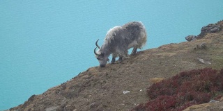 喜马拉雅山上的牦牛