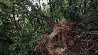 台风余波-倒下的树木视频素材模板下载