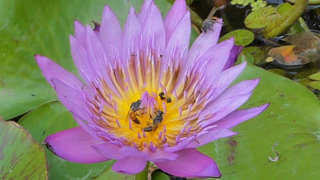 蜜蜂在莲花周围飞舞。