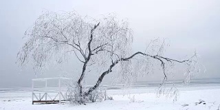 柳树在冬天结成冰柱