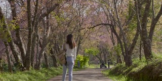 美丽的亚洲女人正在樱花地区旅游，粉红色的花园-视频股票