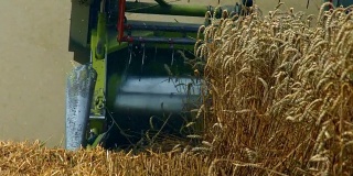 联合收割机收割小麦