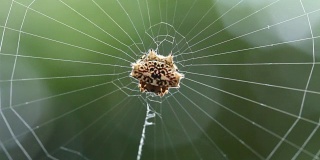 蜘蛛抓住了蜘蛛网