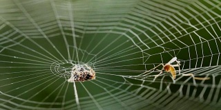 蜘蛛在猎物周围织网