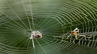 蜘蛛在猎物周围织网视频素材模板下载