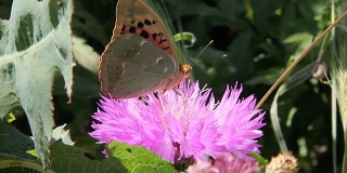 潘朵拉蝶，红衣主教，是蛱蝶科的一种蝴蝶