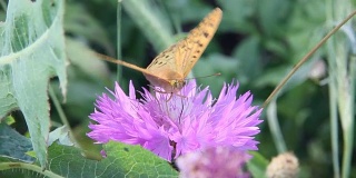 潘朵拉蝶，红衣主教，是蛱蝶科的一种蝴蝶