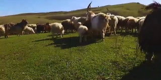 看家狗在绿谷追逐羊群，饲养