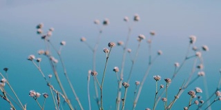香草，鲜花，草在海和山的背景。缓慢的运动。3840 x2160