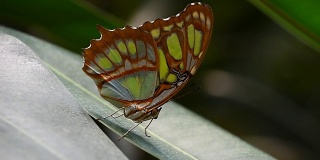 叶子上有绿色和棕色的热带蝴蝶