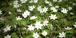 早春有白色雪花莲的林间空地