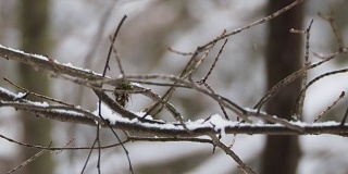 近距离镜头，霜冻的树枝下的雪。冬季森林