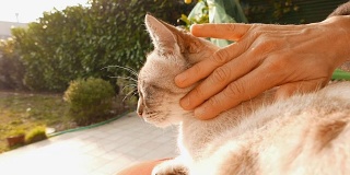 女人用手抚弄的家猫。在户外环境中,背光。慢动作