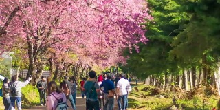 樱花在日本的时间流逝与很多人，摄影车拍摄从右向左