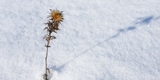 小而娇弱的蓟花，忍受着严冬的寒风上一层雪