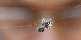 蜘蛛和猎物，由昆虫学家观察