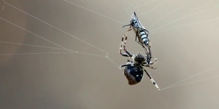 蜘蛛和猎物