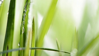 草的细节与水滴，浅的景深视频素材模板下载