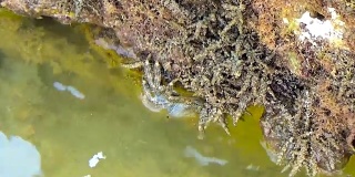 一对螃蟹在海边的岩石上爬行寻找食物。螃蟹