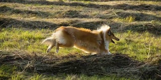 柯利犬在绿地上奔跑，慢镜头