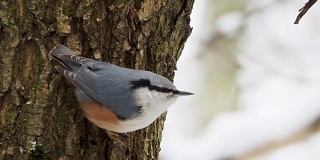 欧亚胡桃或木胡桃木将食物藏在树皮中。冬天森林里五颜六色的鸟