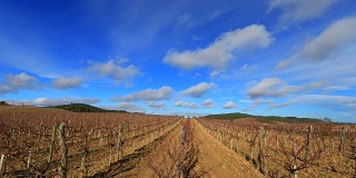 积云飘动的葡萄园，法国南部的奥德