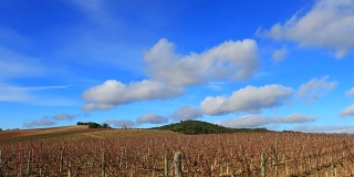 积云飘动的葡萄园，法国南部的奥德