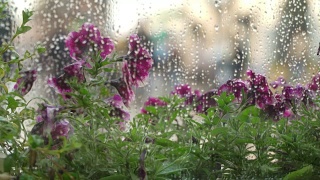 夏日窗外的雨café。雨点落在窗玻璃上，模糊了自然的浅紫色，紫外光花的半色调，美丽的散景在潮湿的城市窗户后面。抽象的剪影，人们走在伞下。概念生活方式现代城市视频素材模板下载
