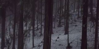 在白雪皑皑的冬日里，从云杉树枝上飞起来。
