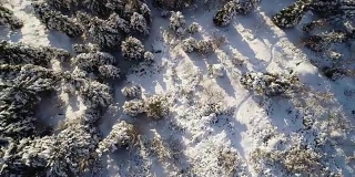 空中鸟瞰图移动高山积雪覆盖的松林森林。温暖的太阳。冬季户外自然景观雪野建立。全高清无人机飞行直线下降建立拍摄