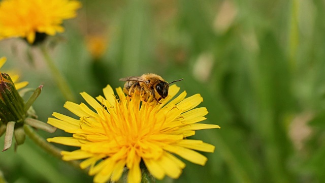 蜜蜂在黄花上飞4k