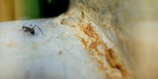 近距离观察一只蚂蚁在石头表面上奔跑，背景是天然植物