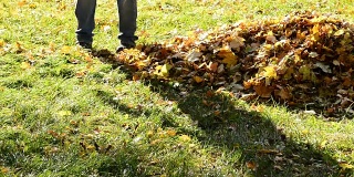 工人在秋天用耙子耙落叶。