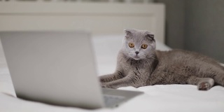 苏格兰折耳猫正在笔记本电脑上看电影。