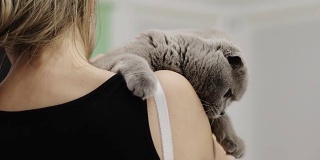 一只漂亮的苏格兰折耳猫坐在一个女孩的怀里。