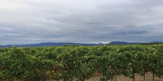 葡萄园与移动的云，在法国南部的奥德