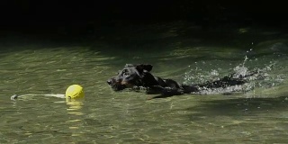 慢镜头:漂亮的黑色小狗游过小溪去捡玩具球。