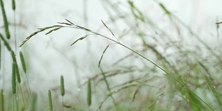 野草带露珠薄雾清晨在草甸上盛开，草甸在清新的日子里在雨后野花盛开，可见雨滴，四季概念，生态，天气，夏季，春季，自然明亮的宏观景观