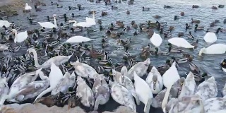 寒冷的冬天。在结冰的湖面上一小块开阔的水面上，一大群鸭群和天鹅在一起生存。
