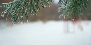 Christmas Tree Against Background Natural Snow Falling With Light Wind in Icicle