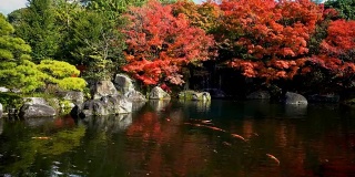 锦鲤在日本花园游泳