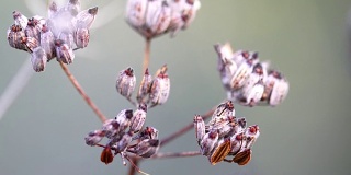 小茴香(小茴香)在种子中微距拍摄